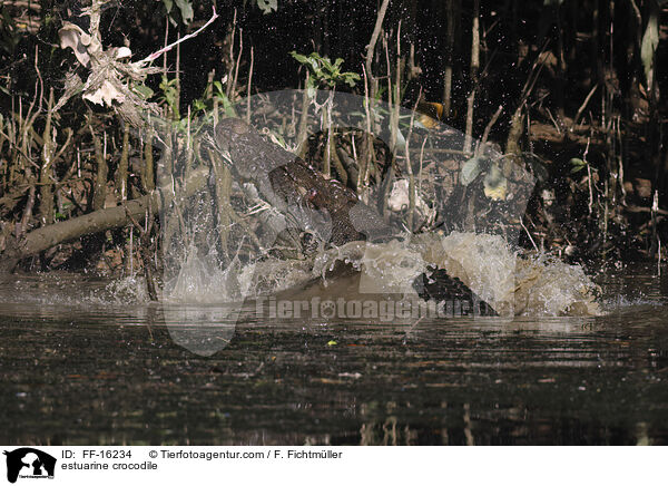 estuarine crocodile / FF-16234