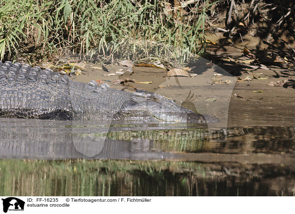 estuarine crocodile / FF-16235