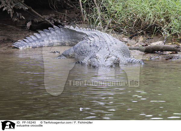 Leistenkrokodil / estuarine crocodile / FF-16240