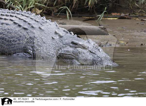 estuarine crocodile / FF-16241