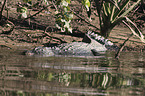 estuarine crocodile