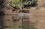 estuarine crocodile