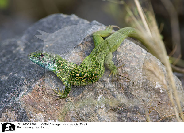 stliche Smaragdeidechse / European green lizard / AT-01296