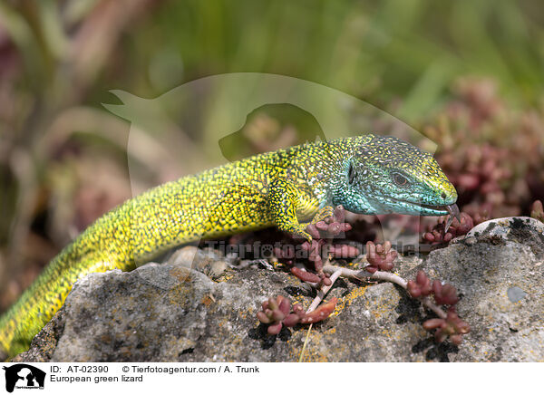 European green lizard / AT-02390