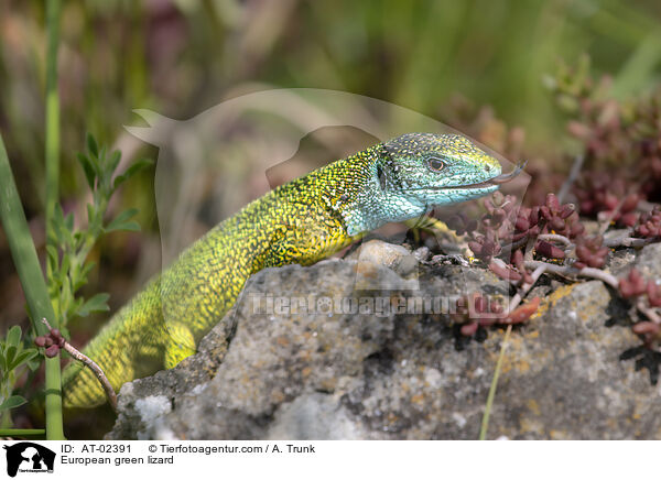 European green lizard / AT-02391