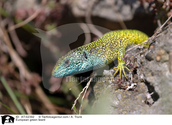European green lizard / AT-02392