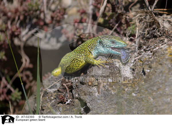 European green lizard / AT-02393