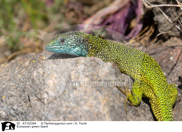 stliche Smaragdeidechse / European green lizard / AT-02394
