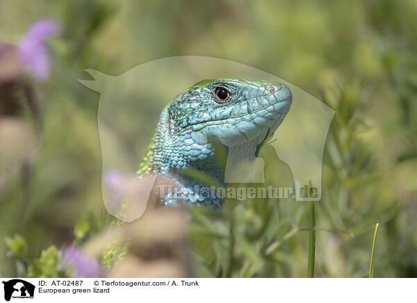 stliche Smaragdeidechse / European green lizard / AT-02487
