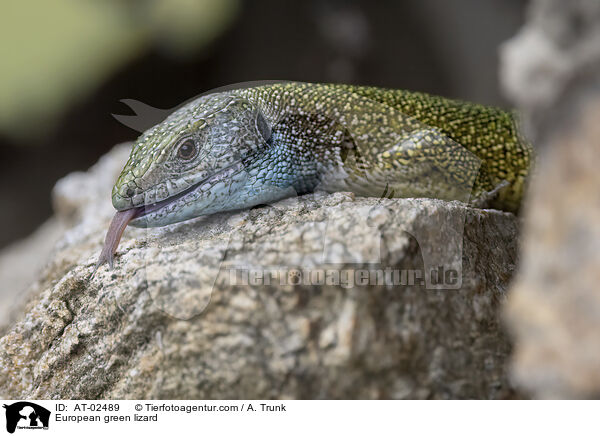 stliche Smaragdeidechse / European green lizard / AT-02489
