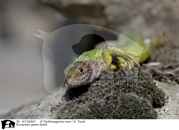 stliche Smaragdeidechse / European green lizard / AT-02491