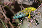 European green lizard