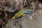 European green lizard