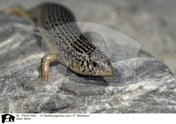 Gefleckter Walzenskink / eyed skink / PW-01304