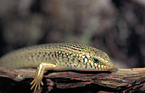 eyed skink