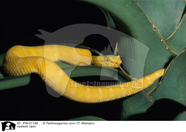 eyelash viper / PW-01198