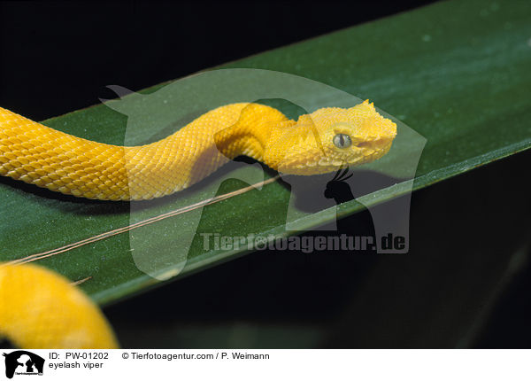 eyelash viper / PW-01202