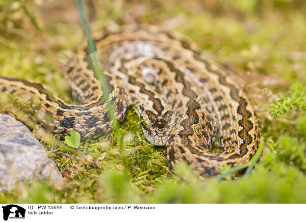 Wiesenotter / field adder / PW-15699