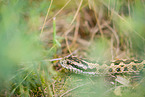 field adder