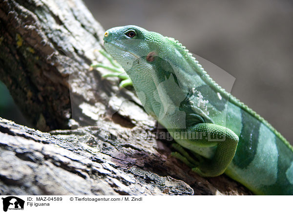 Fiji iguana / MAZ-04589