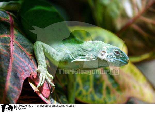 Fiji iguana / MAZ-04590