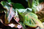 Fiji iguana