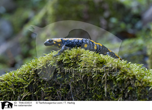 Feuersalamander / fire salamander / THA-03531