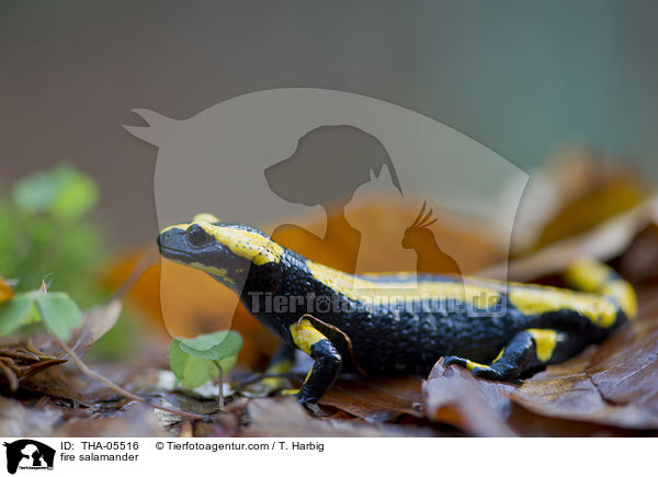 Feuersalamander / fire salamander / THA-05516