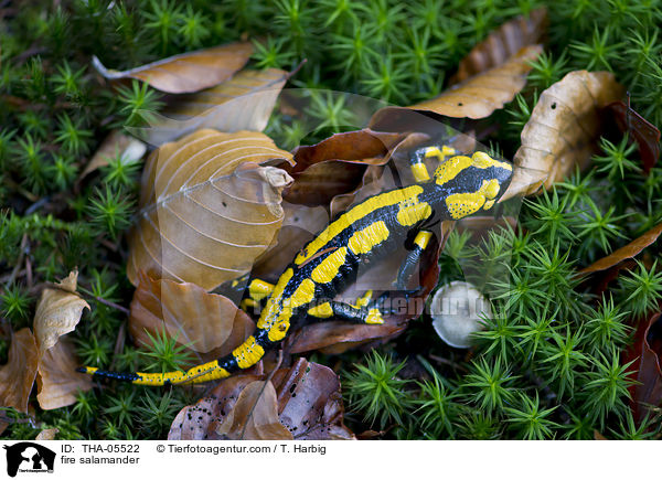 Feuersalamander / fire salamander / THA-05522