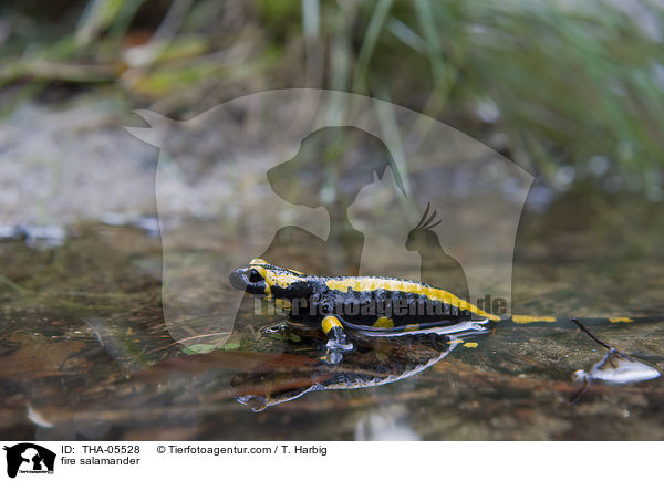 Feuersalamander / fire salamander / THA-05528