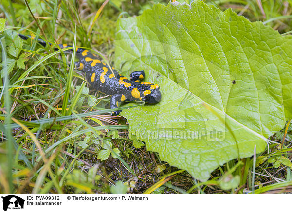 Feuersalamander / fire salamander / PW-09312