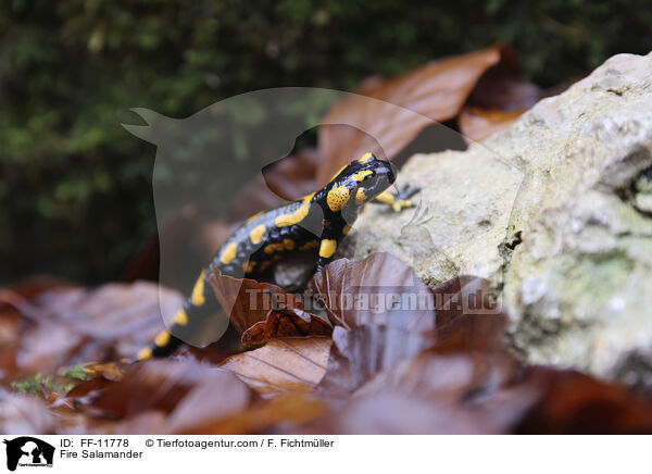 Feuersalamander / Fire Salamander / FF-11778