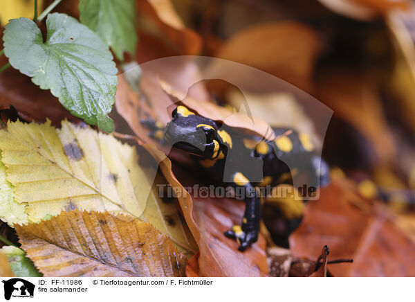 Feuersalamander / fire salamander / FF-11986