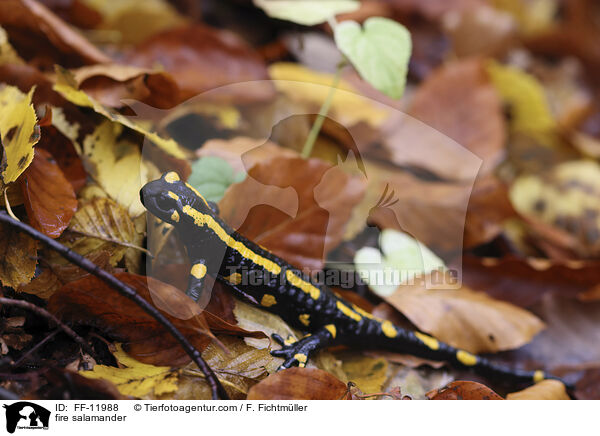 fire salamander / FF-11988