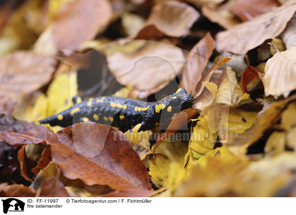 fire salamander / FF-11997