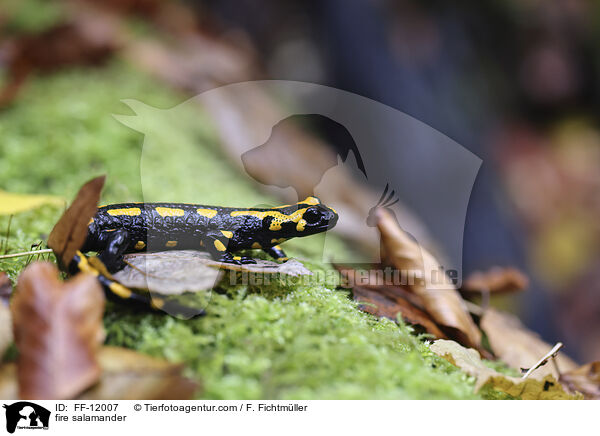 Feuersalamander / fire salamander / FF-12007