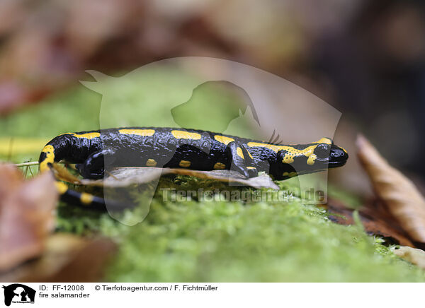 Feuersalamander / fire salamander / FF-12008