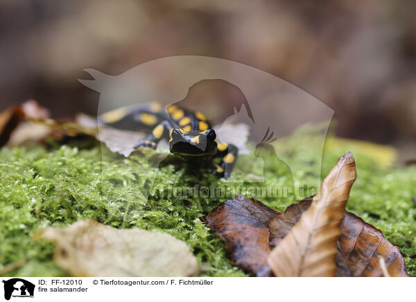 fire salamander / FF-12010