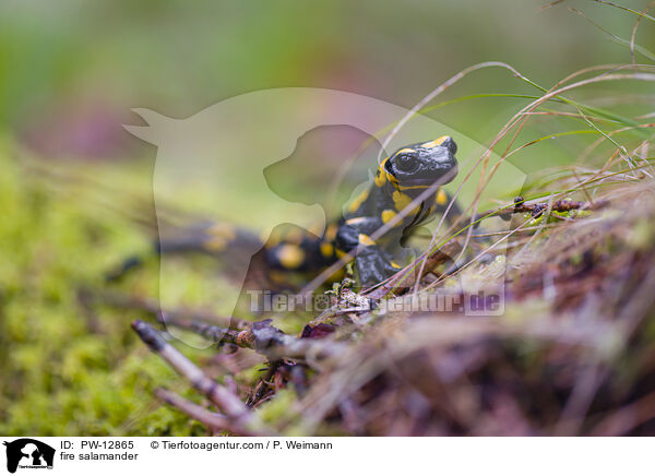 fire salamander / PW-12865