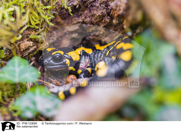 fire salamander / PW-12866