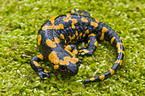 fire salamander