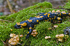 fire salamander