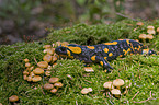 fire salamander