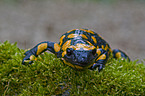 fire salamander