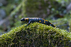 fire salamander