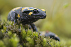 fire spotted salamander