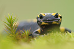 fire spotted salamander