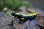 fire salamander