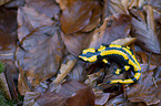 fire salamander