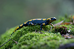 fire salamander